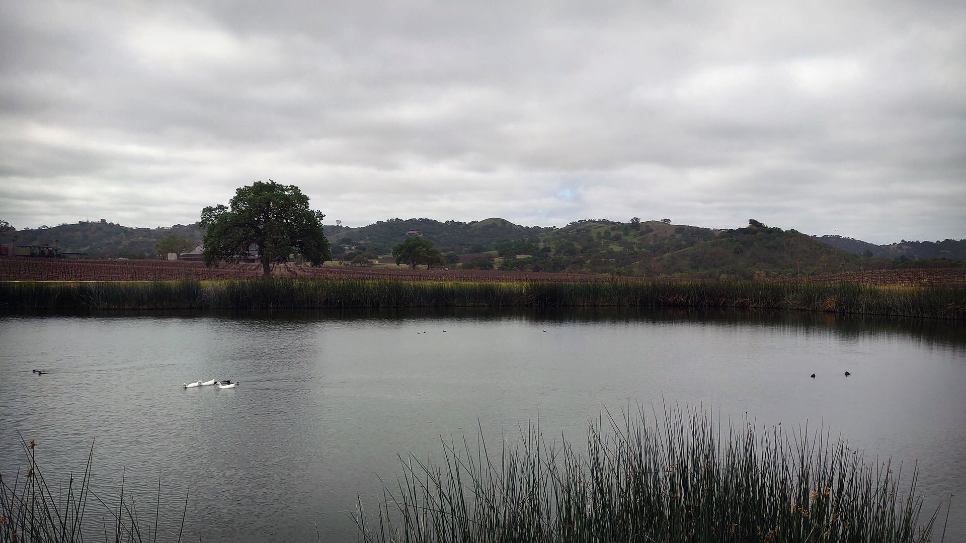 CASS Vineyard Pond